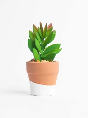 ყავისფერი