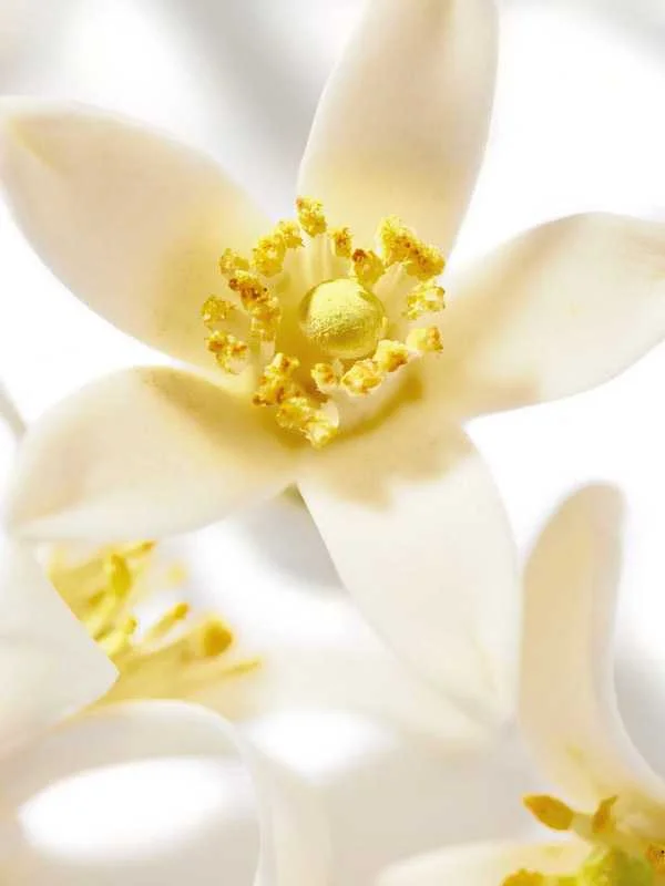 Wil Prodigious Oil Neroli... Wil Prodigious Oil Neroli...