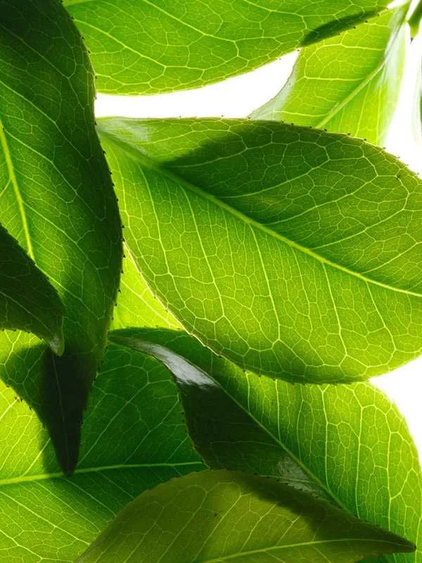 RDT ტანის კრემი გამამკვრივებელი 200მლ RDT ტანის კრემი გამამკვრივებელი 200მლ