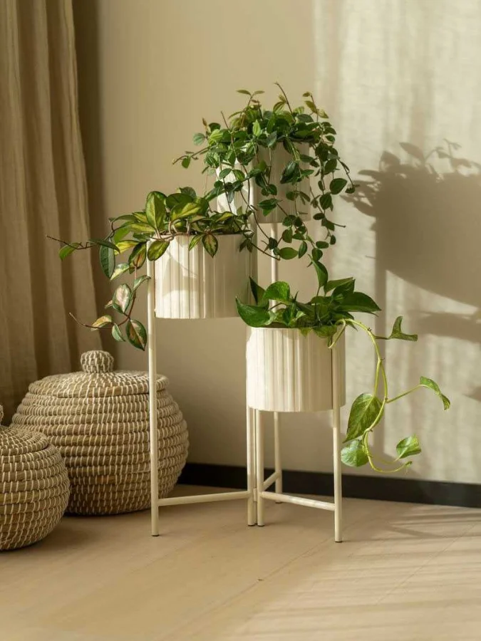 Koopman - თეთრი ქოთანი,... 2