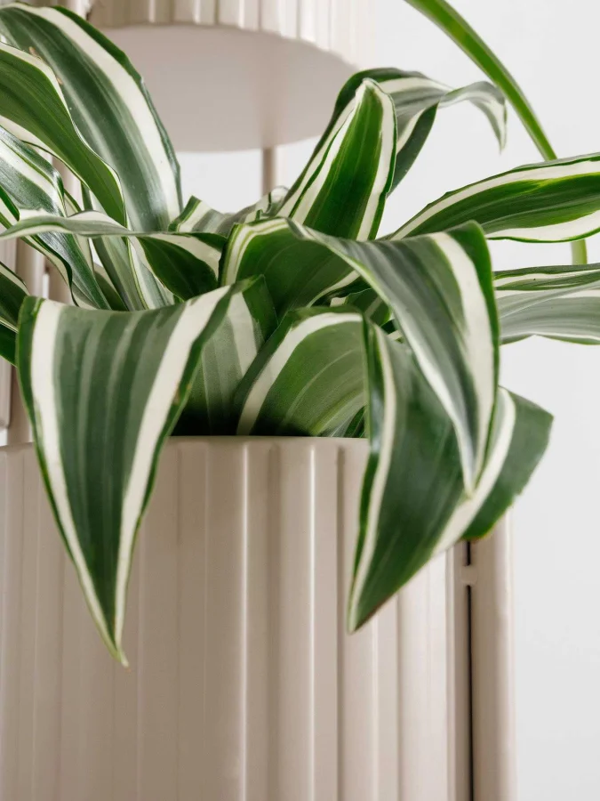 Koopman - ბეჟი ქოთანი,... 2