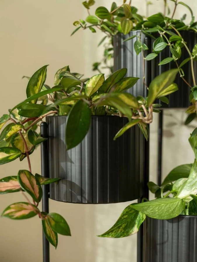 Koopman - შავი ქოთანი,... 2